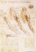 LEONARDO da Vinci The muscles of arm, shoulder and neck France oil painting artist